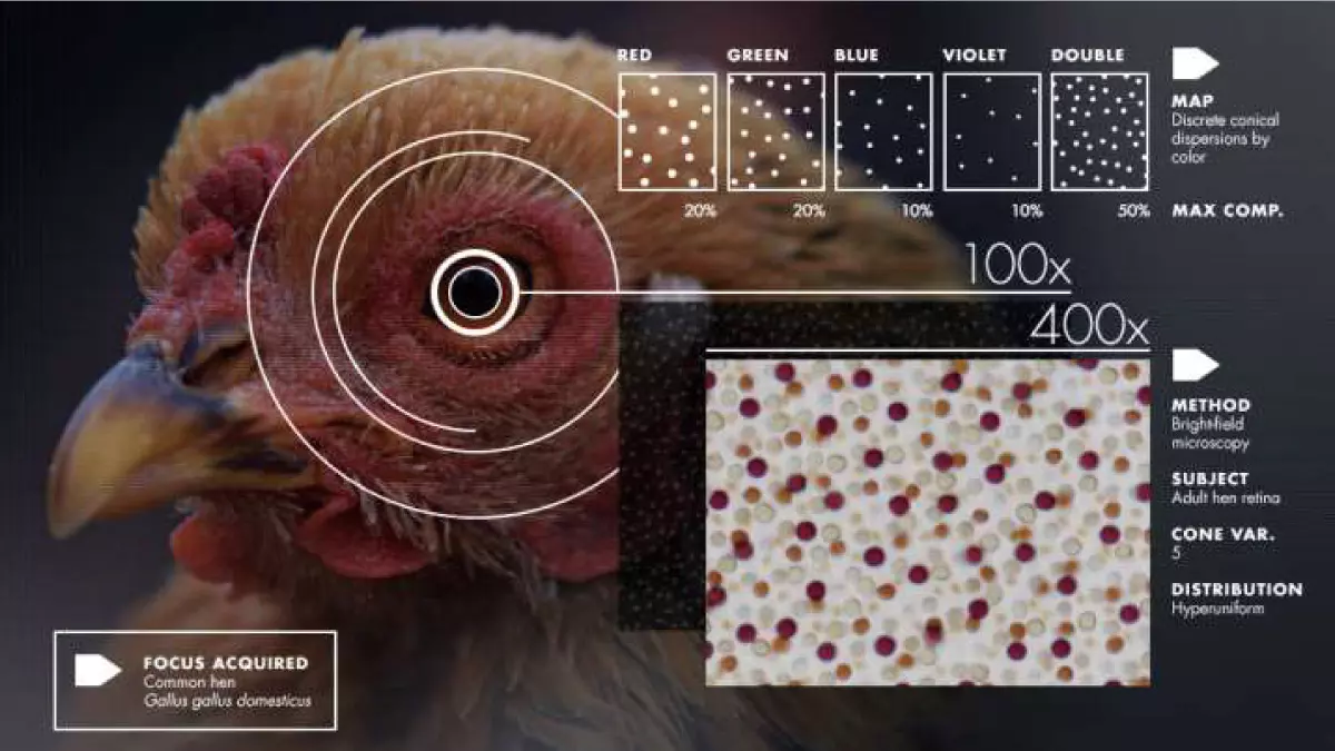 Science - Poultry Lighting